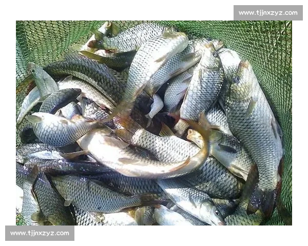 四百钓手扬城逐鹿！第八届 “乐钓江苏” 总决赛落幕